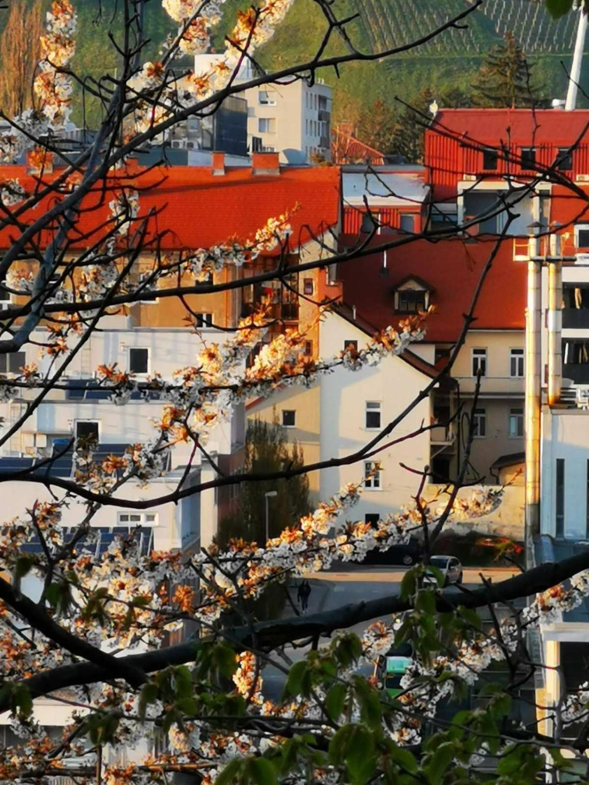 Apartment Mari&Bor Maribor Ngoại thất bức ảnh